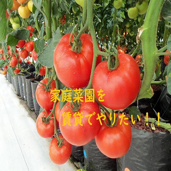 家庭菜園　賃貸